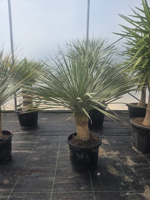 Yucca rostrata 140-150 cm
