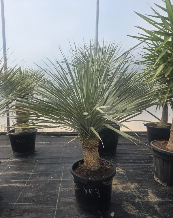 Yucca rostrata 140-150 cm - obrazek 2