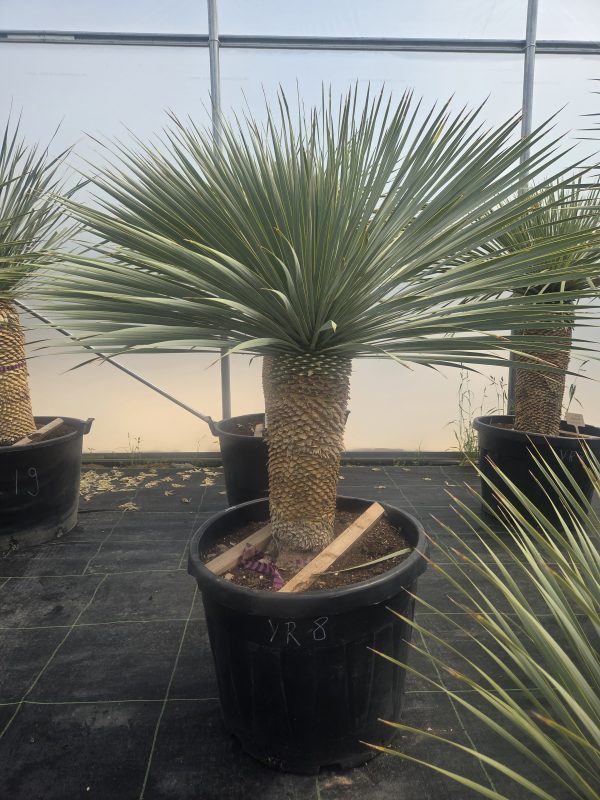 Yucca rostrata 150 cm - obrazek 2
