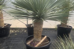Yucca rostrata 150 cm
