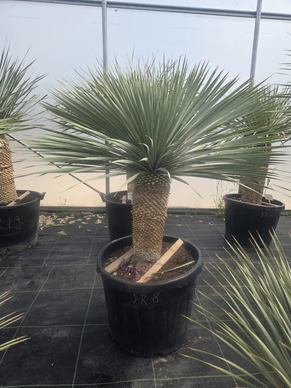 Yucca rostrata 150 cm