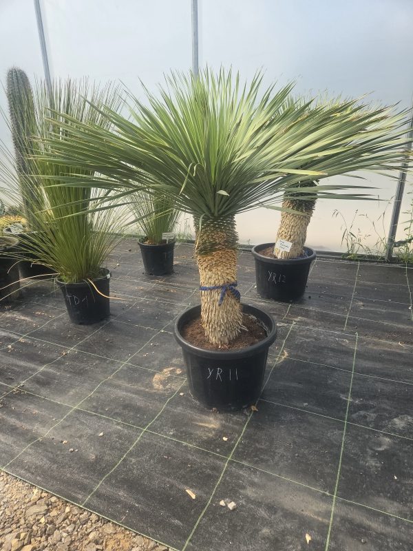 Yucca rostrata 145 cm - obrazek 3