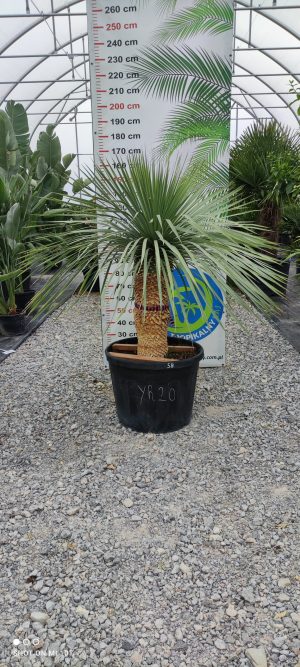Yucca rostrata 160 cm