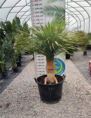 Yucca rostrata 180 cm