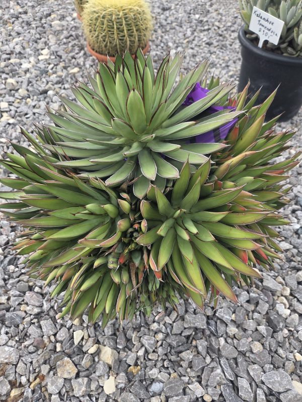 Agave 'Red Edge' - Agawa z czerwonym obrzeżem | Wys. ok. 50–55 cm