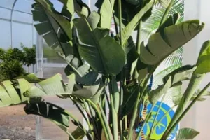 Strelitzia augusta - Strelicja olbrzymia – Wys. - 300 cm