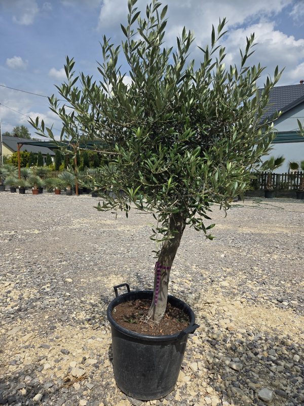 Olea europaea – Drzewko oliwne  -  wys. 180–200 cm - obrazek 2