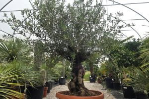 Olea europaea Bonsai – drzewko oliwne w formie bonsai - wys. 210–220 cm