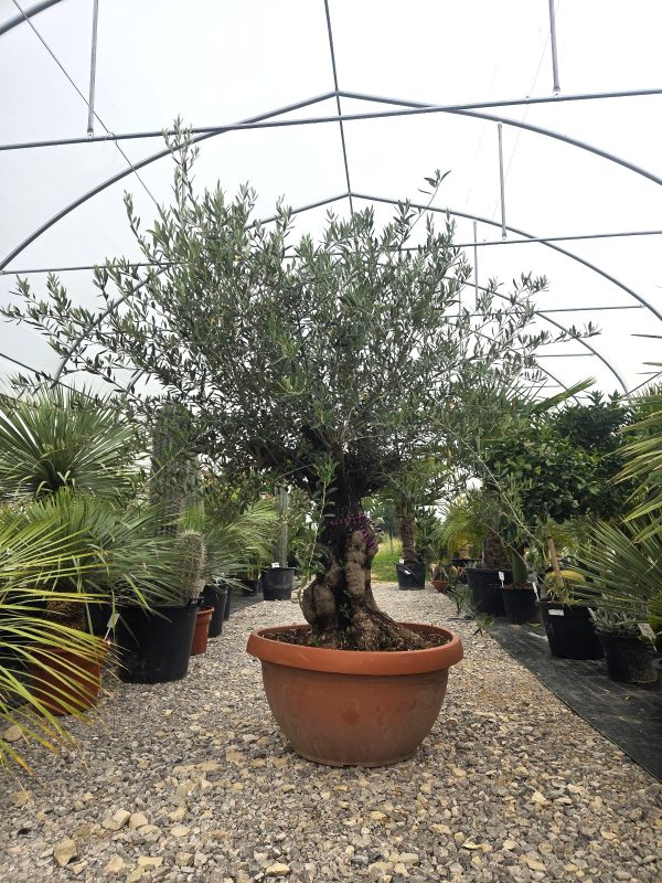 Olea europaea Bonsai – drzewko oliwne w formie bonsai - wys. 210–220 cm