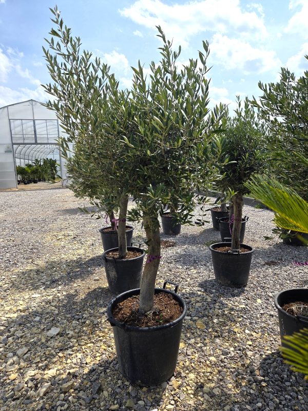 Olea europaea – Drzewko oliwne  -  wys. 180–200 cm - obrazek 3
