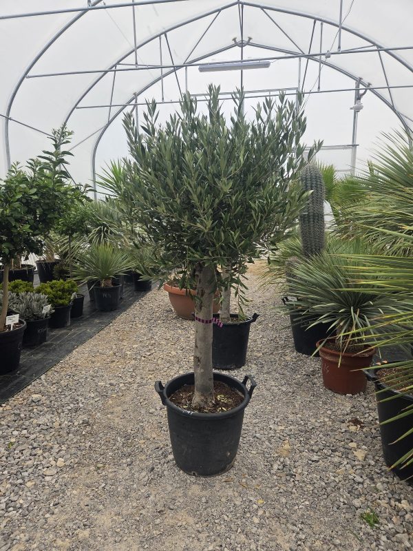 Olea europaea – Drzewko oliwne  -  wys. 180–200 cm