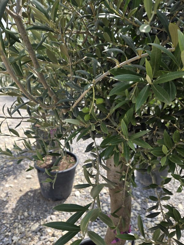 Olea europaea – Drzewko oliwne  -  wys. 180–200 cm - obrazek 5