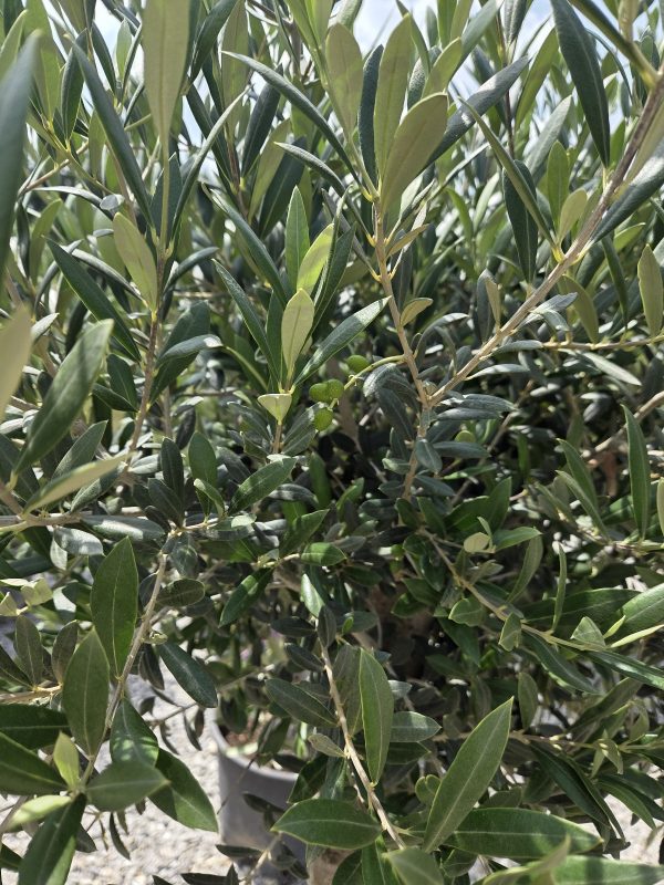 Olea europaea – Drzewko oliwne  -  wys. 180–200 cm - obrazek 6