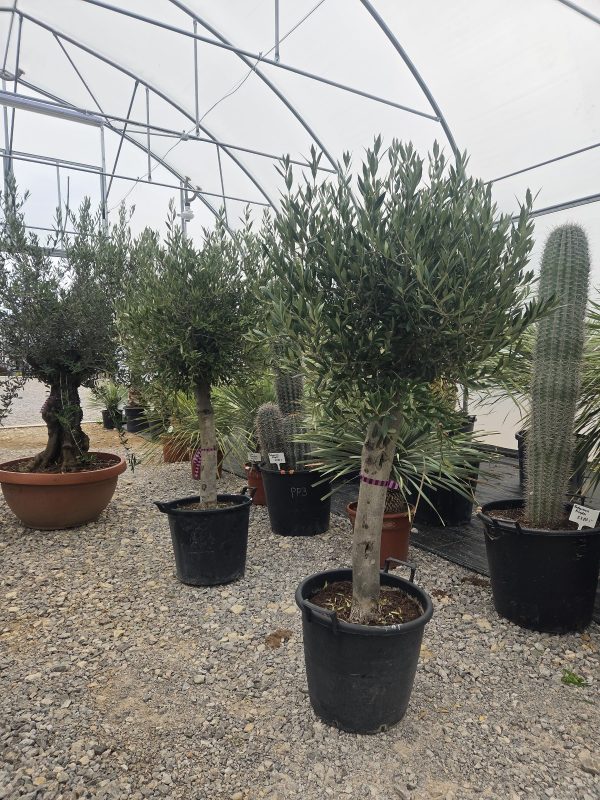 Olea europaea – Drzewko oliwne  -  wys. 180–200 cm - obrazek 7