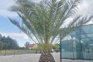 Phoenix canariensis – Daktylowiec kanaryjski  ok. 350 cm