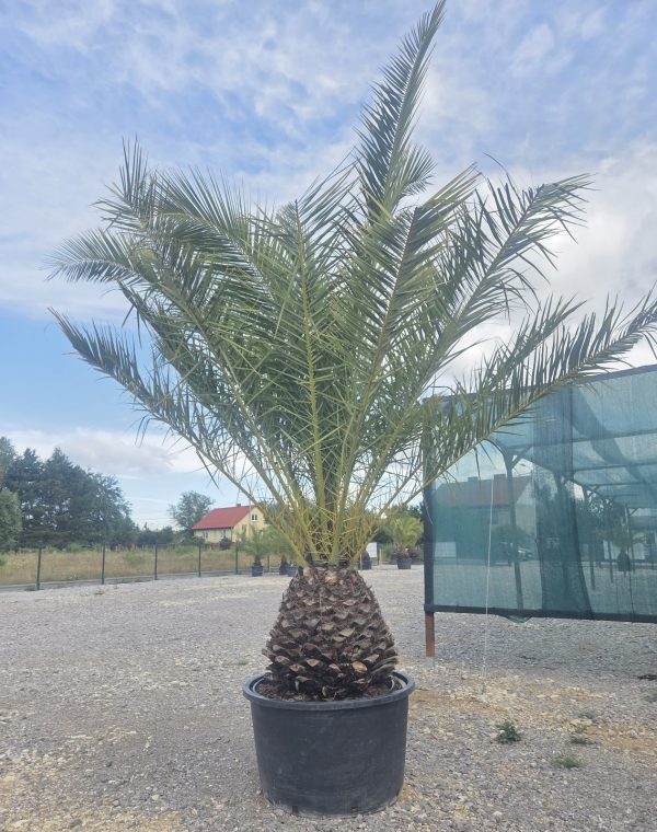 Phoenix canariensis – Daktylowiec kanaryjski  ok. 350 cm