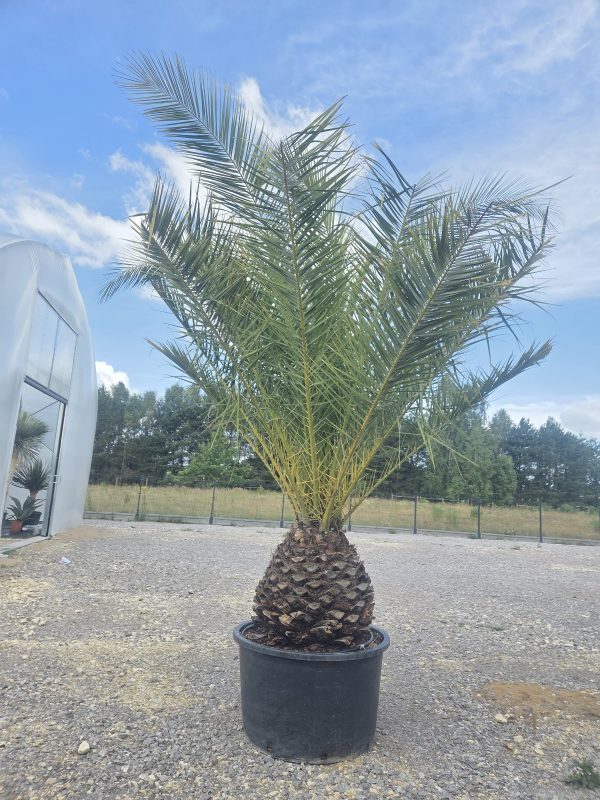 Phoenix canariensis – Daktylowiec kanaryjski  ok. 350 cm - obrazek 2