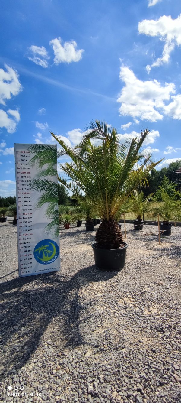 Phoenix canariensis – Daktylowiec kanaryjski  ok. 350 cm - obrazek 4
