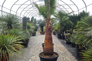 Washingtonia robusta  220 –230 cm