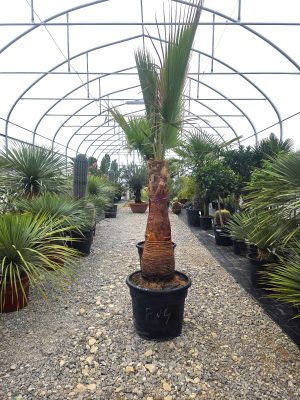 Washingtonia robusta  220 –230 cm