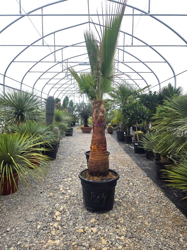 Washingtonia robusta  220 –230 cm