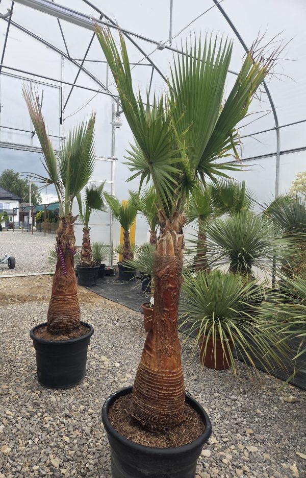 Washingtonia robusta  220 –230 cm - obrazek 3