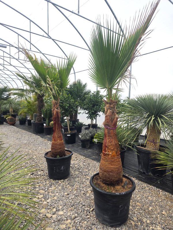 Washingtonia robusta  220 –230 cm - obrazek 4
