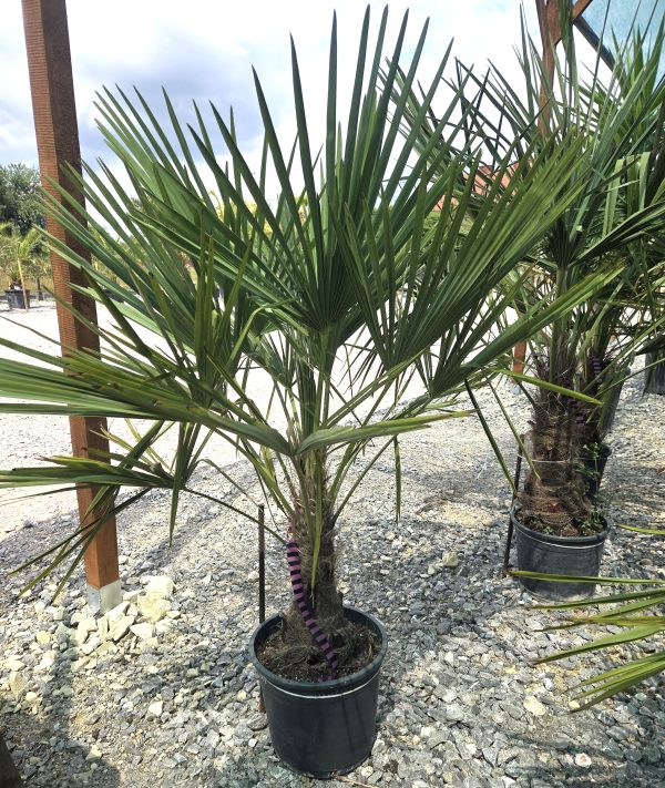 Trachycarpus fortunei - Szorstkowiec Fortunego 120 - 130 cm - obrazek 4