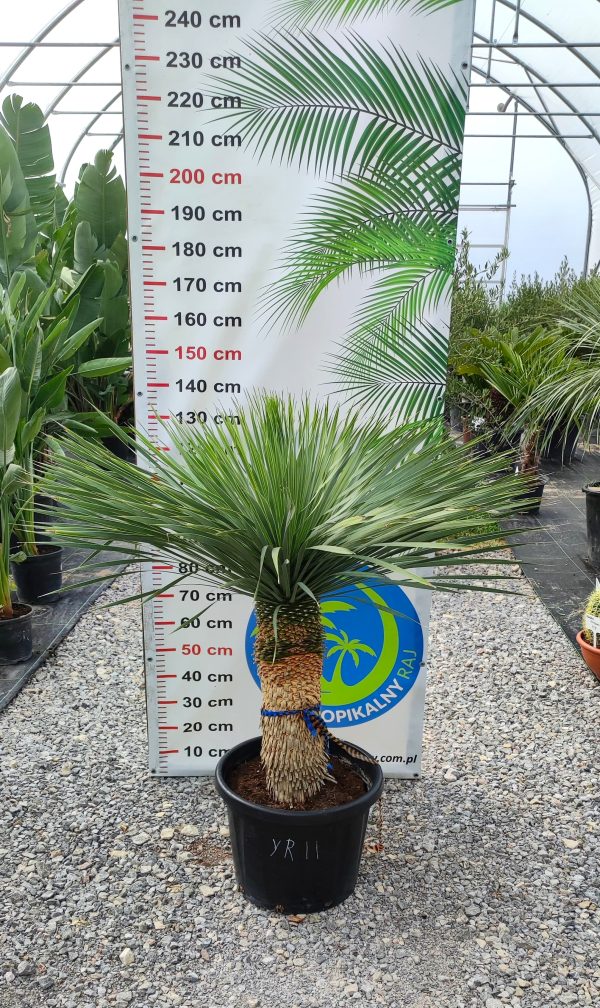 Yucca rostrata 145 cm