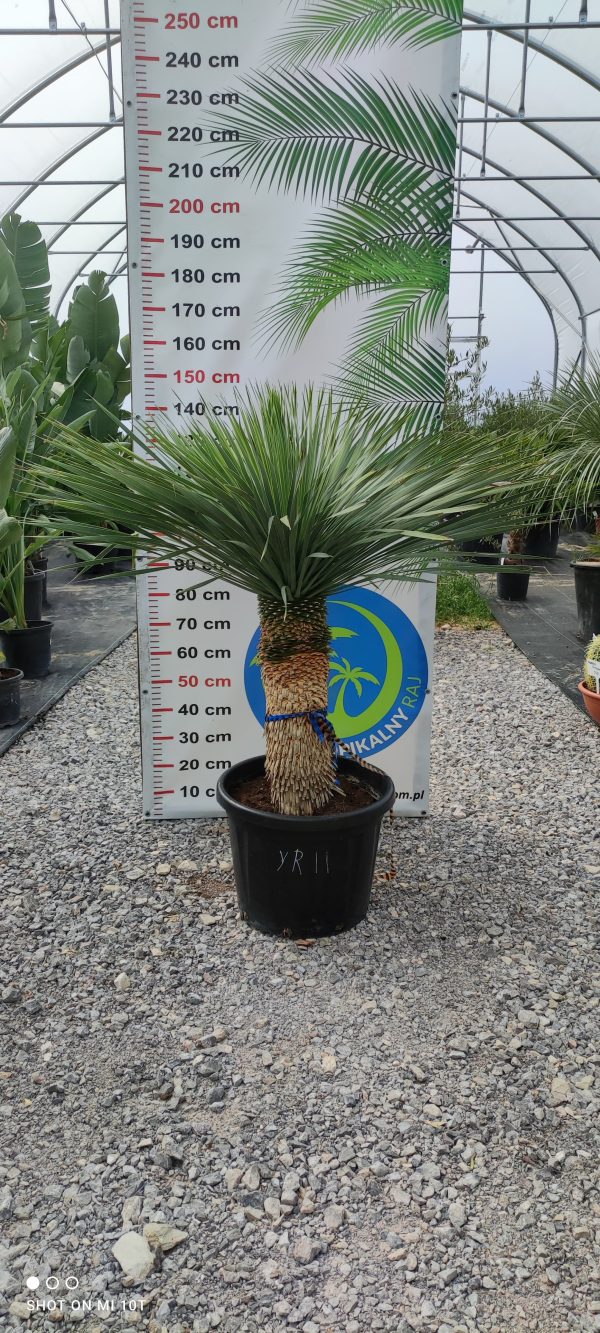 Yucca rostrata 145 cm - obrazek 2