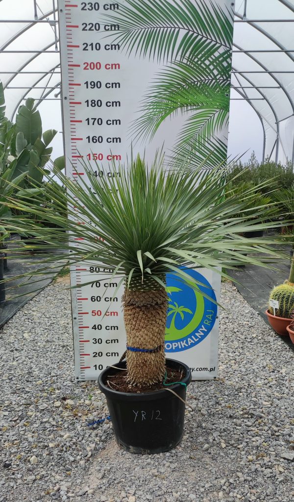 Yucca rostrata 145-150 cm - obrazek 2