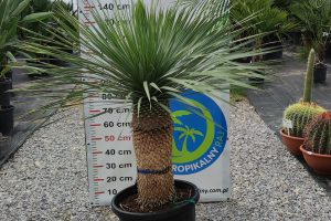 Yucca rostrata 145-150 cm