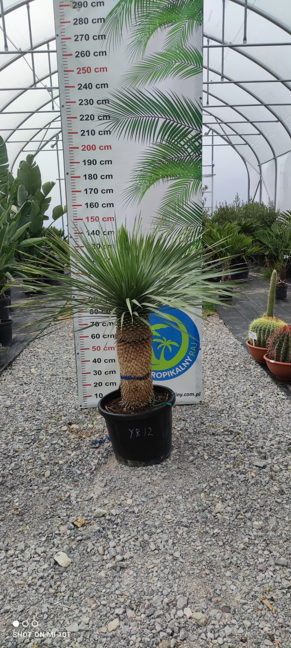 Yucca rostrata 145-150 cm