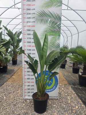 Strelitzia Augusta (Nicolai) 180 cm – Biała Strelicja Doniczkowa