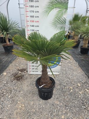 Trachycarpus fortunei - Szorstkowiec Fortunego 130 cm