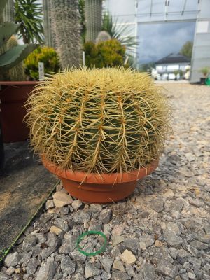 Kaktus Echinocactus Grusonii ok. 30 cm