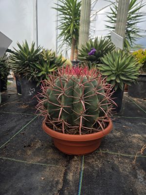 Ferocactus stainesii - Kaktus ognisty | Wys. ok. 32 cm