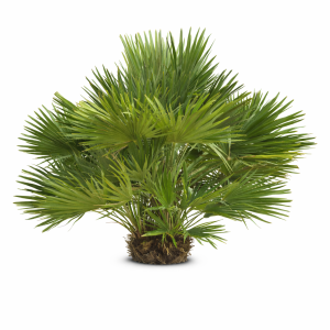 Chamaerops Humilis 'Vulcano’