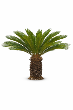 Cycas Revoluta - Sagowiec odwinięty