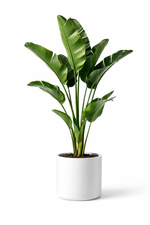 Strelitzia Augusta - Strelicja Augusta