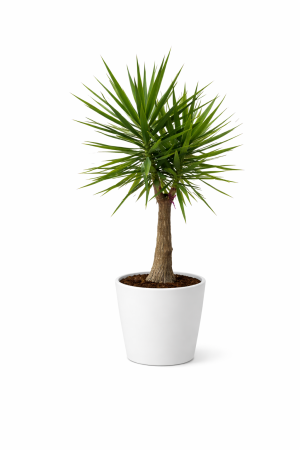 Yucca elephantipes