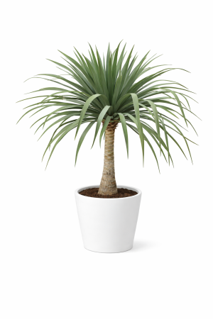 Dracaena Draco