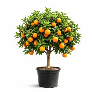Pomarańcza - Citrus Sinensis