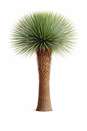 Yucca Rostrata
