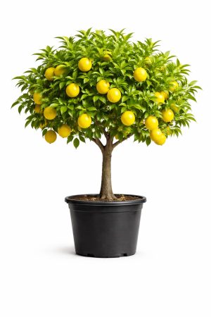 Cytryna - Citrus Limon