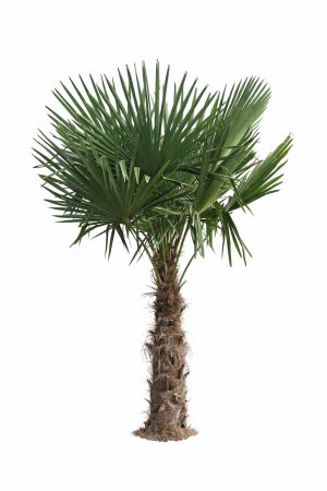 Trachycarpus Fortunei