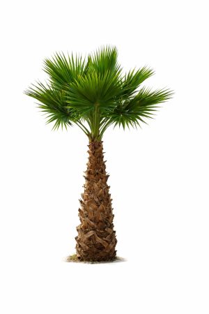 Washingtonia Robusta