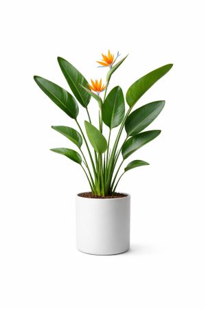 Strelitzia Reginae - Strelicja Królewska