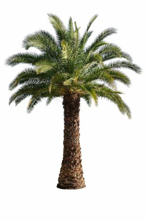 Phoenix Canariensis