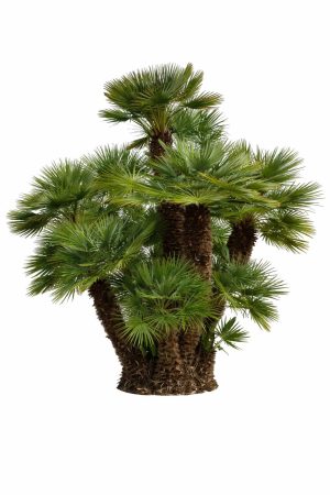 Chamaerops Humilis